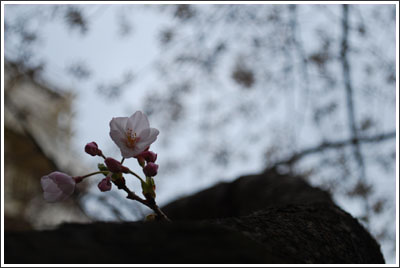 池袋の桜