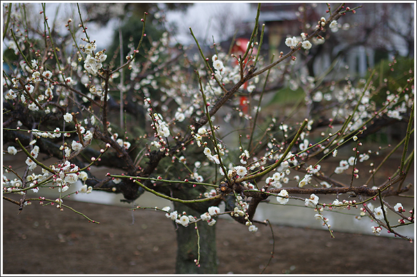 近所のに咲いていた梅をレンズの絞り値を変えながら撮影　Photo by PENTAX K-3